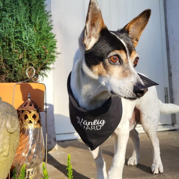 Bandana för hund - Bild 4
