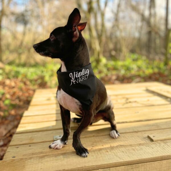 Bandana för hund - Bild 5