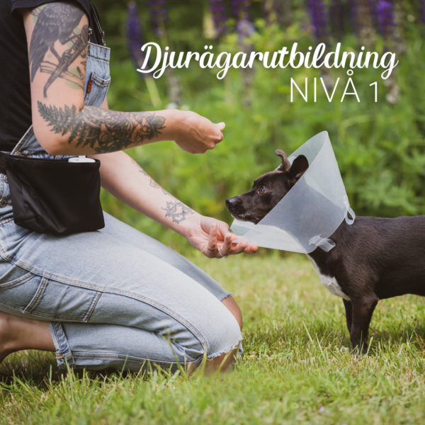 Djurägarutbildning - nivå 1